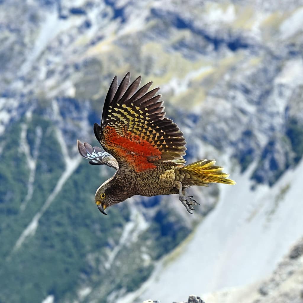 Image: A kea flying through the mountains of New Zealand
