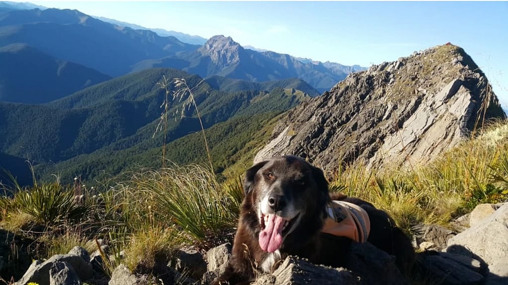 Image: Ajax the kea conservation dog sitting atop a mountain in beautiful New Zealand