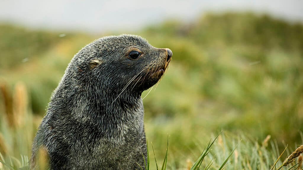 Image: Fur Seal Pup on a hillside