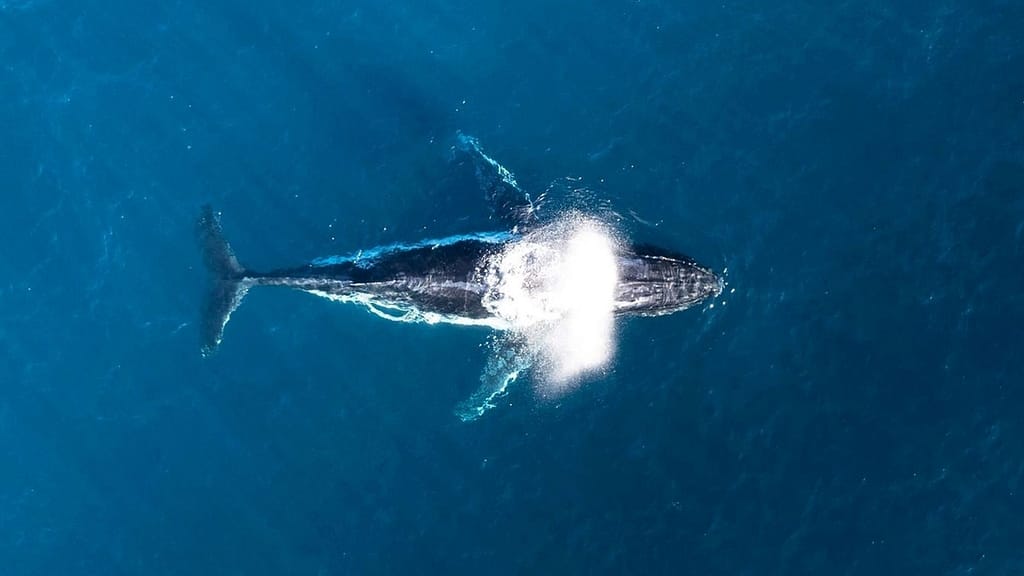 Image: A whale from above, the world's biggest carbon capturing technology.