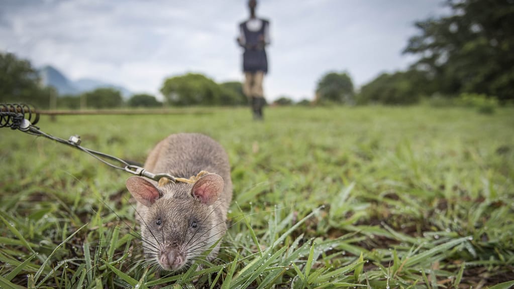 Image: One of APOPO's Mine detecting rats training in Tanzania