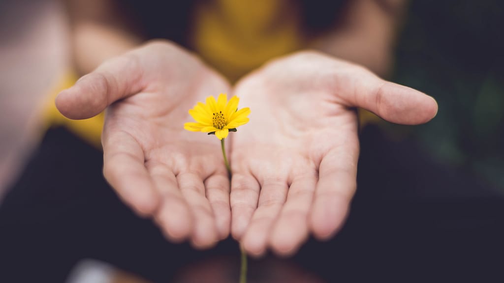 Image: Two hands holding out a small yellow flower, extending care during a confrontation