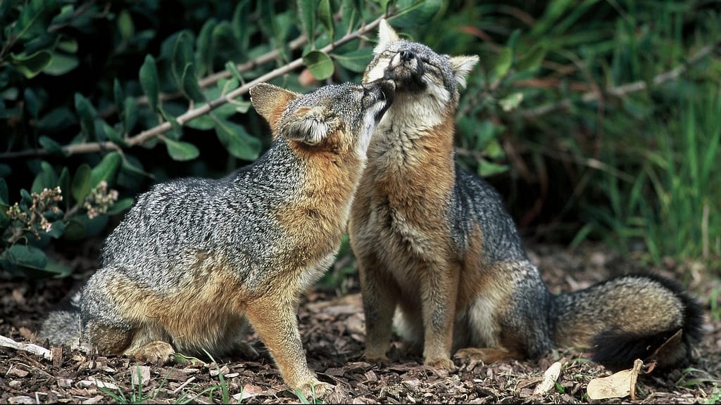 Image: Two Island Foxes
