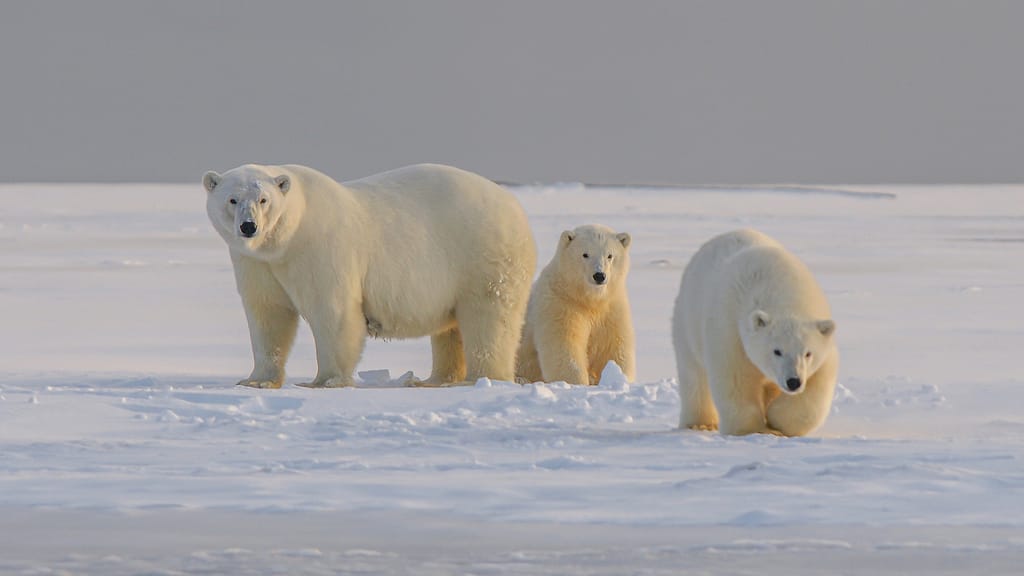 Image: Three polar bears standing in the snow