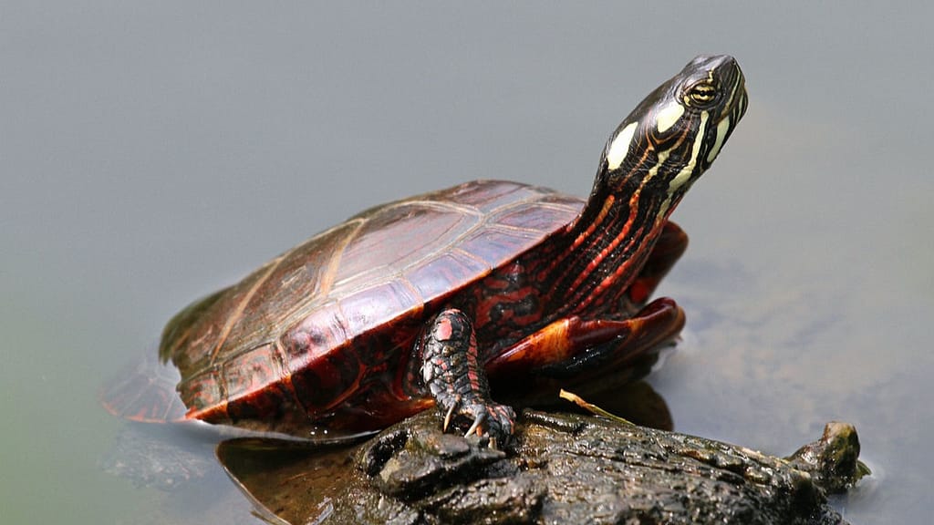 Image: One of many painted turtles, sunning itself on a rock.