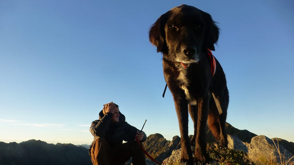 Image: Ajax the kea conservation dog sniffing the camera, his sidekick Corey sitting in the background.