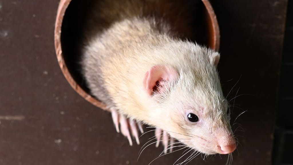 Image: One of the organization's ferrets poking its head out of a pipe.