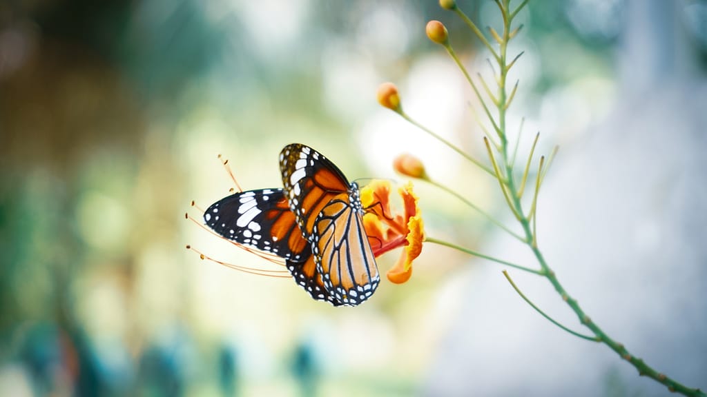 Image: A monarch butterfly sits on an orange flower. 