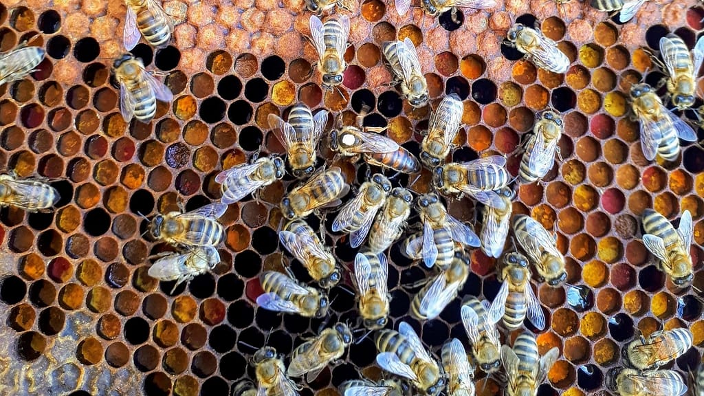 Image: Dozens of bees crawling on honeycomb