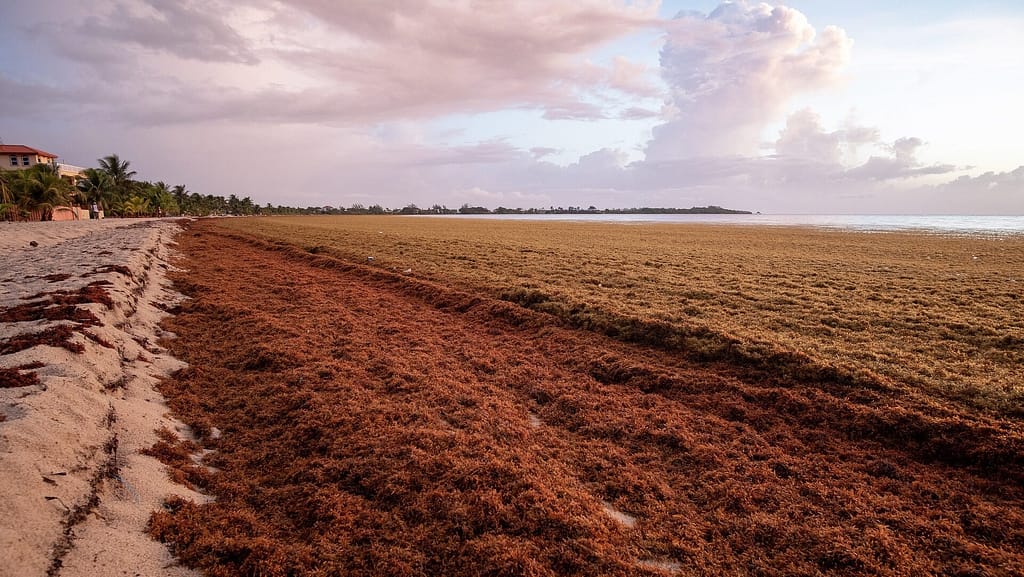 Image: Sargassum washed up on the beach.