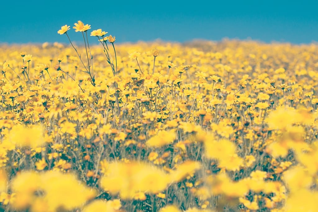 Image: Field of yellow flowers with a blue sky