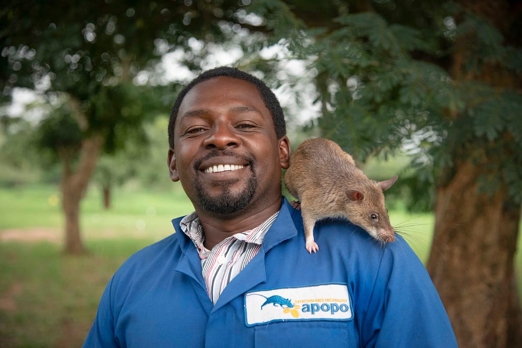 Image: A man working with APOPO with a rat sitting on his shoulder.