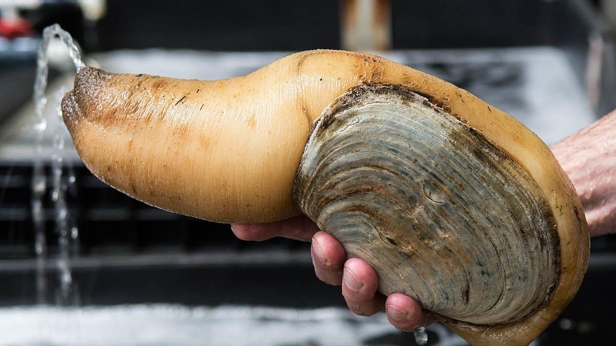 Image: Geoduck