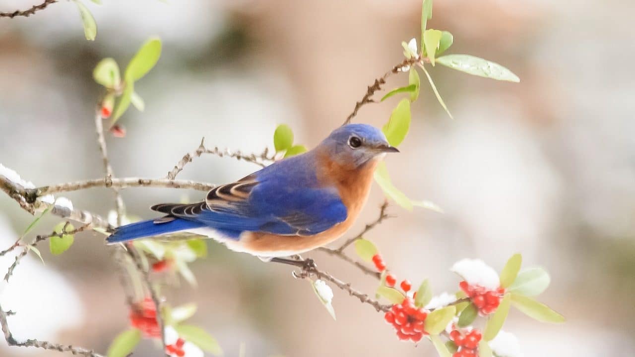 Image: bluebird sitting on a tree limb