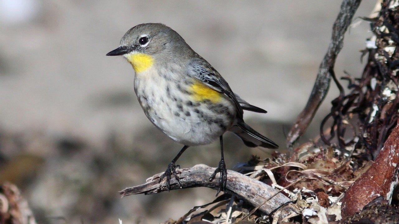 Image: a golden-cheeked warbler sitting on a branch