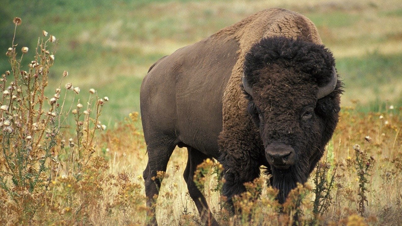 Source: Beautiful bison with the grasses