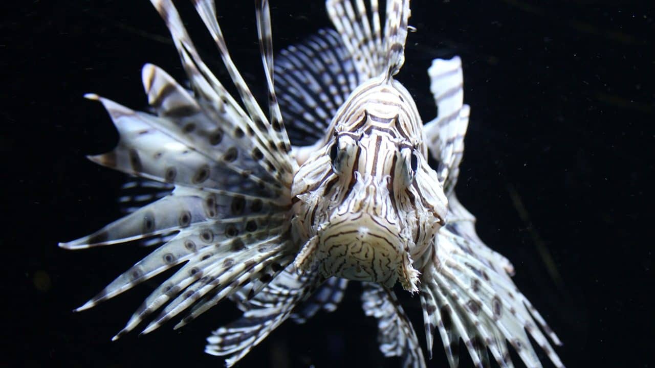Image: Lionfish staring at the camera with their spines billowing out the side