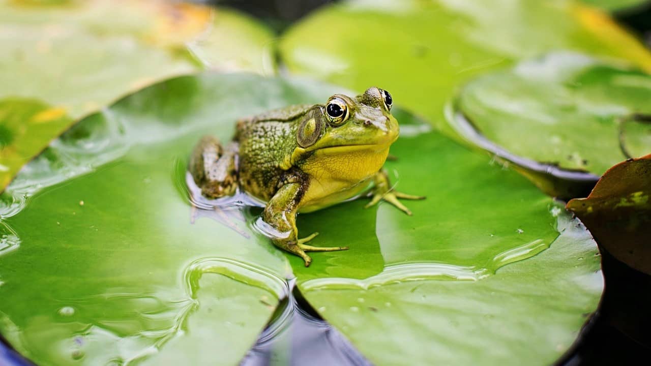 Image: A frog on a lilypad in a wildlife pond