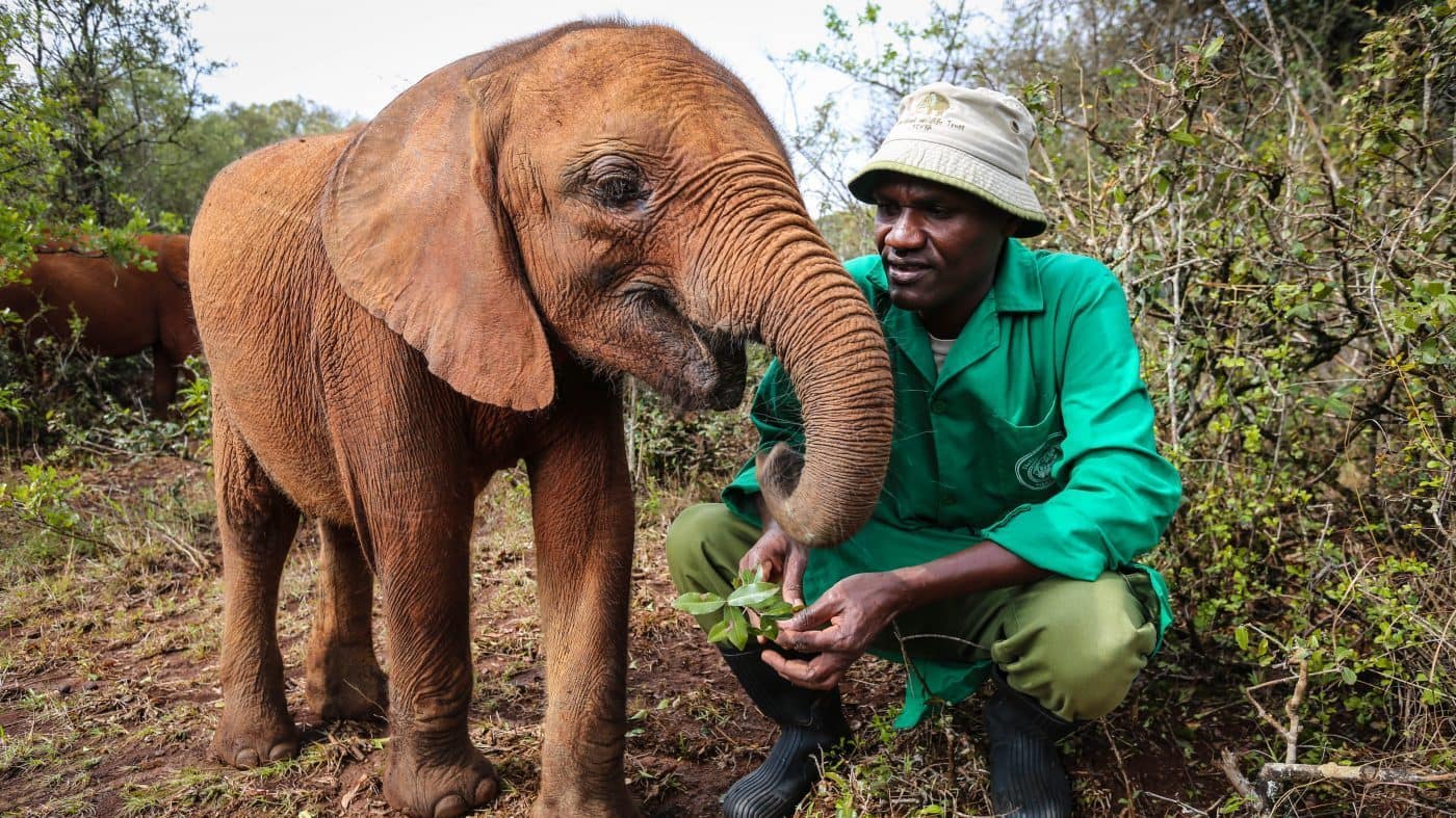 Image: Sheldrick Wildlife Trust keeper with an orphaned elephant