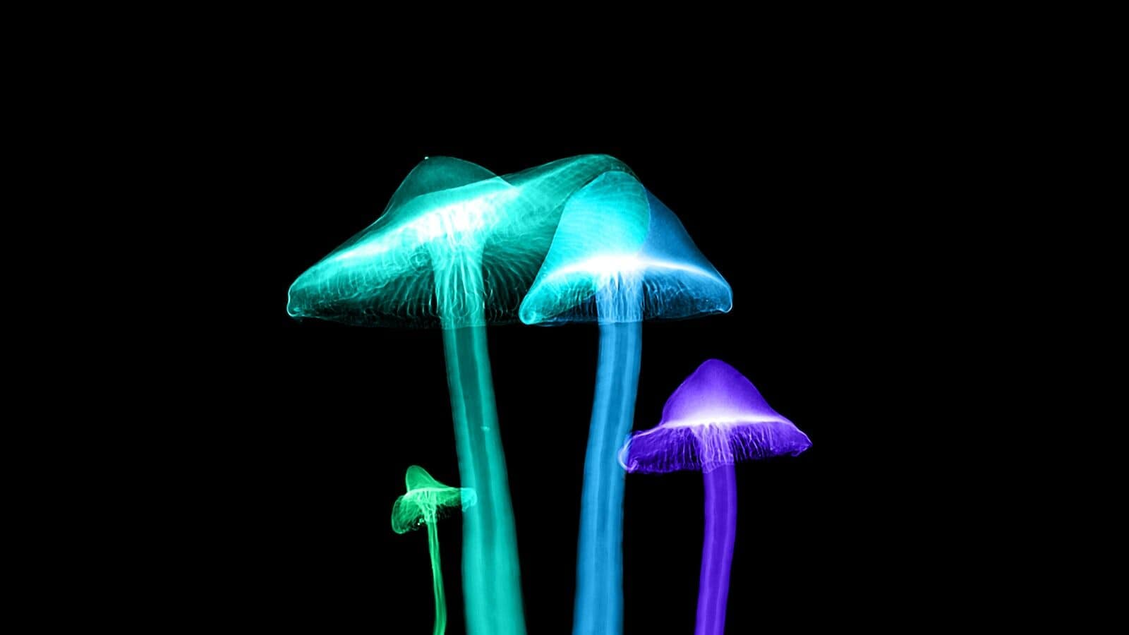 four assorted-color lights