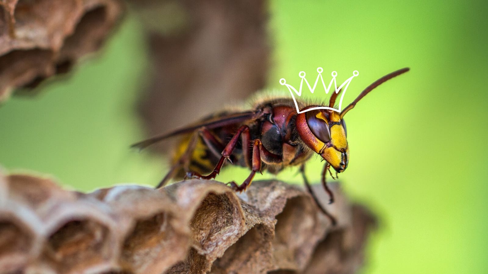 Image: hornet wearing a crown