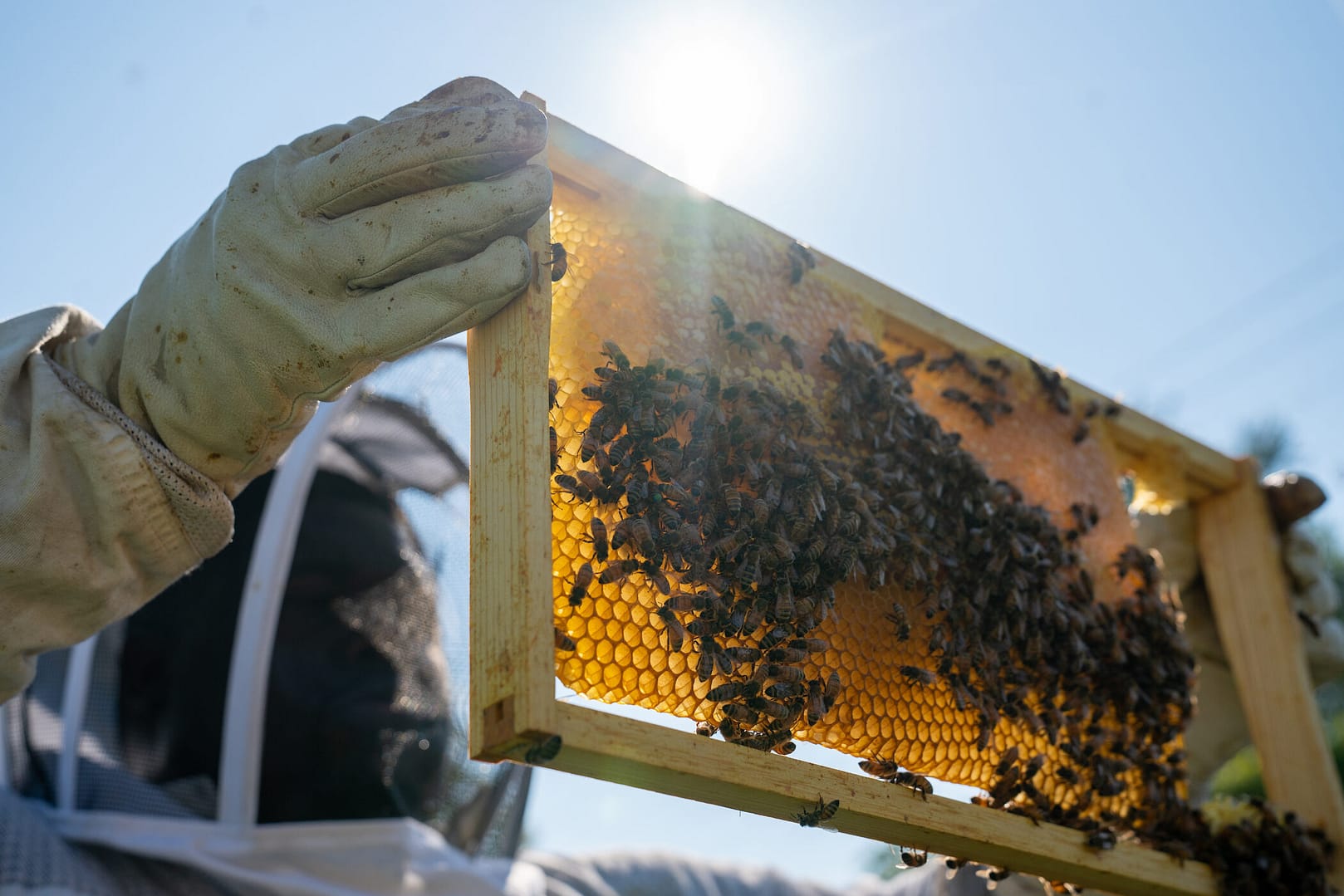 Image: Timothy Paule of Detroit Hives Inspecting a honeycomb