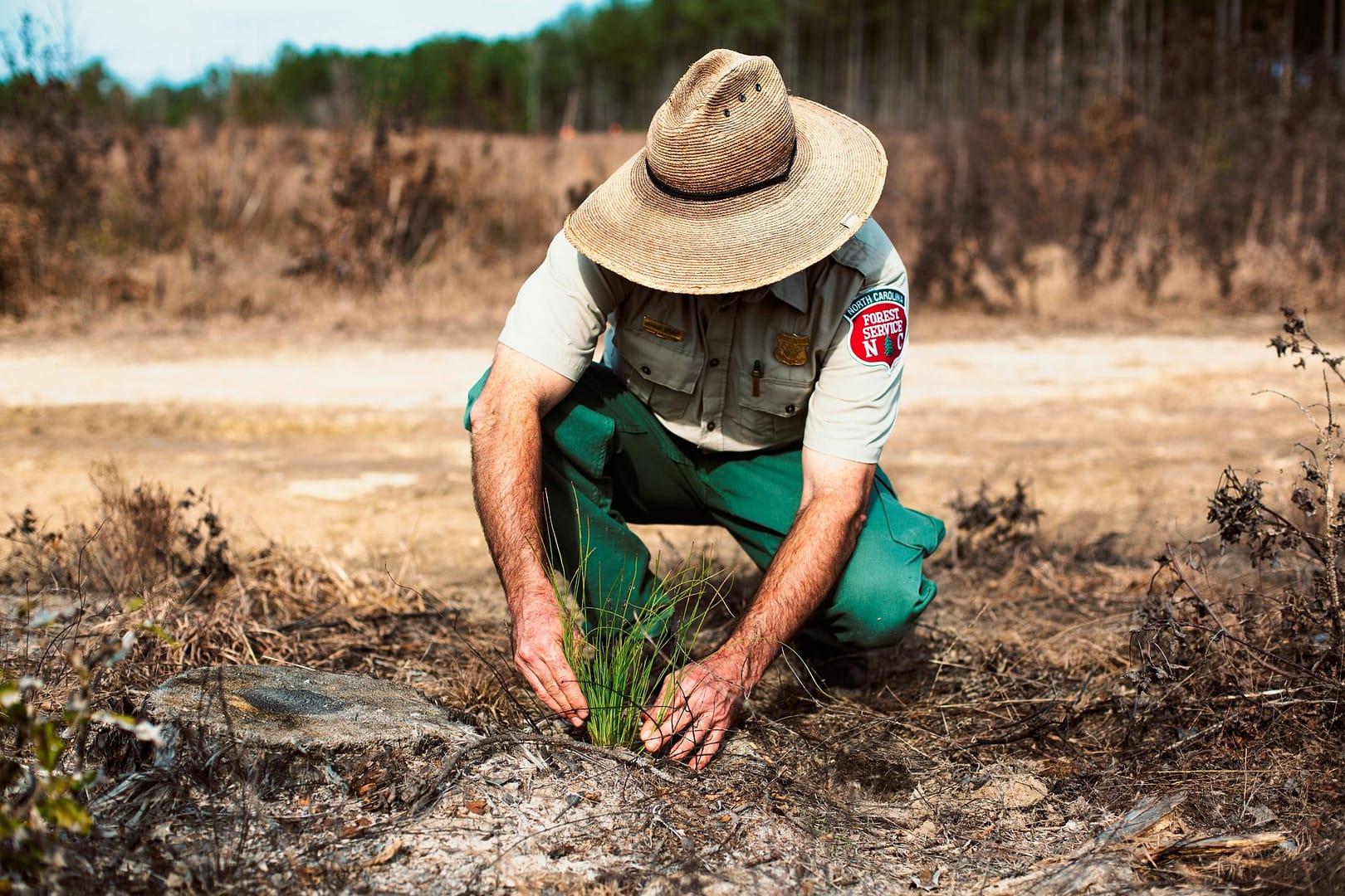 person planting trees in a desolate area