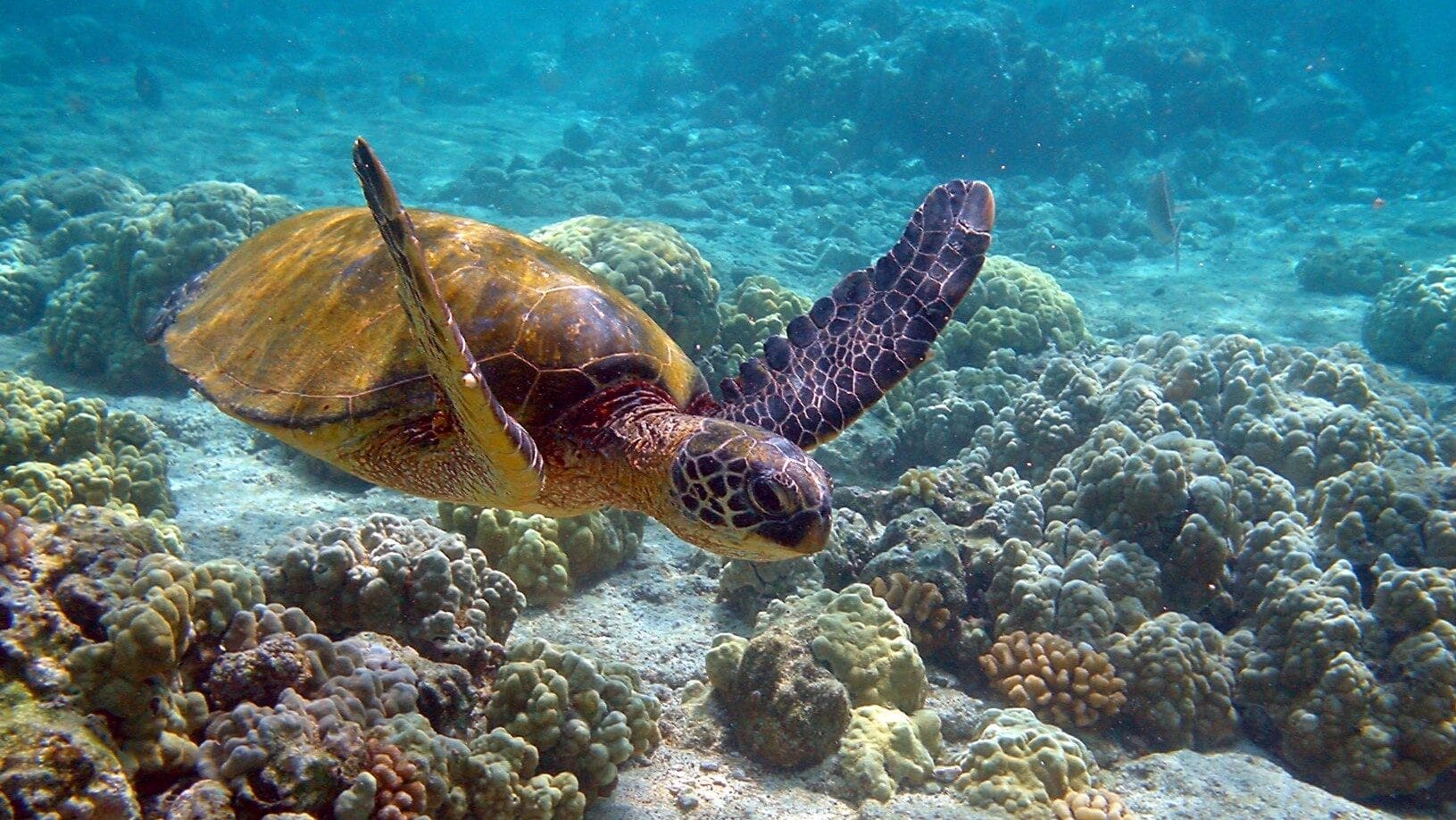 Image: Green sea turtle swimming