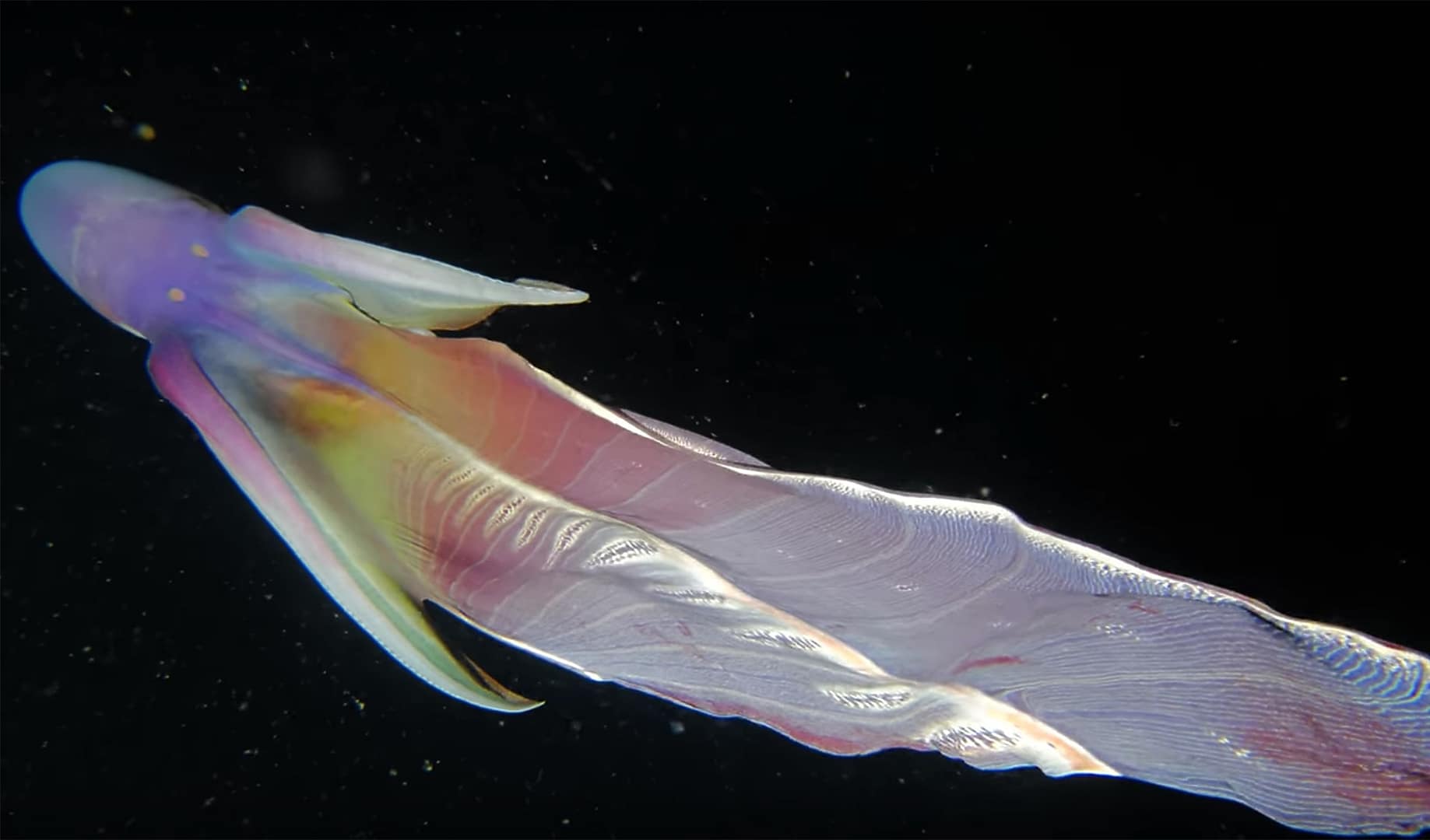 Image: Colorful blanket octopus in the open ocean