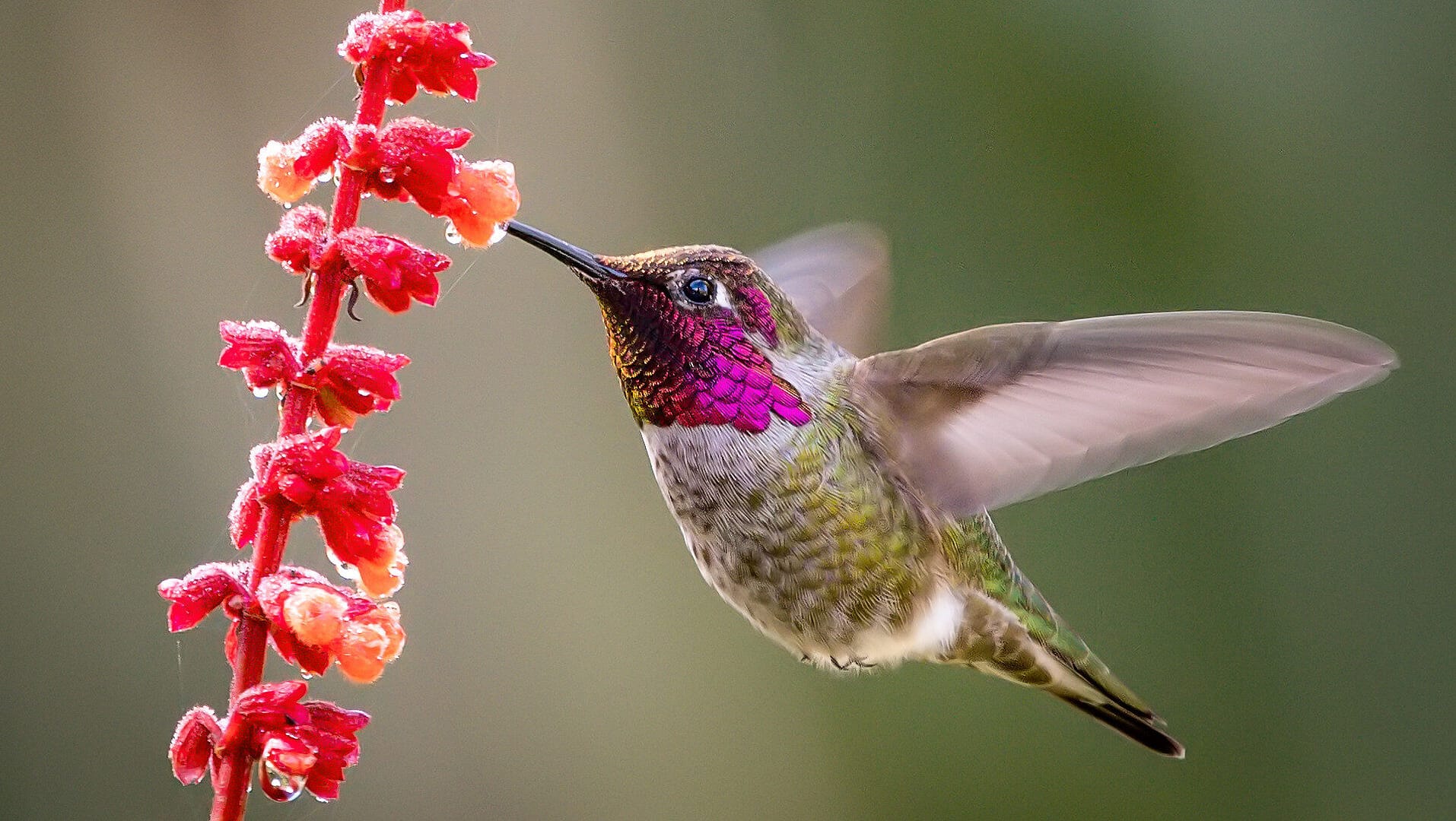 Image: Hummingbird