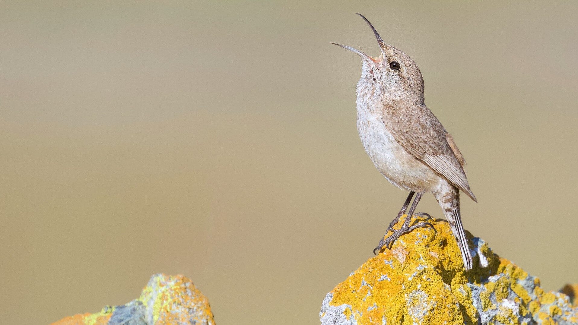 Image: Rock wren singing on a rock