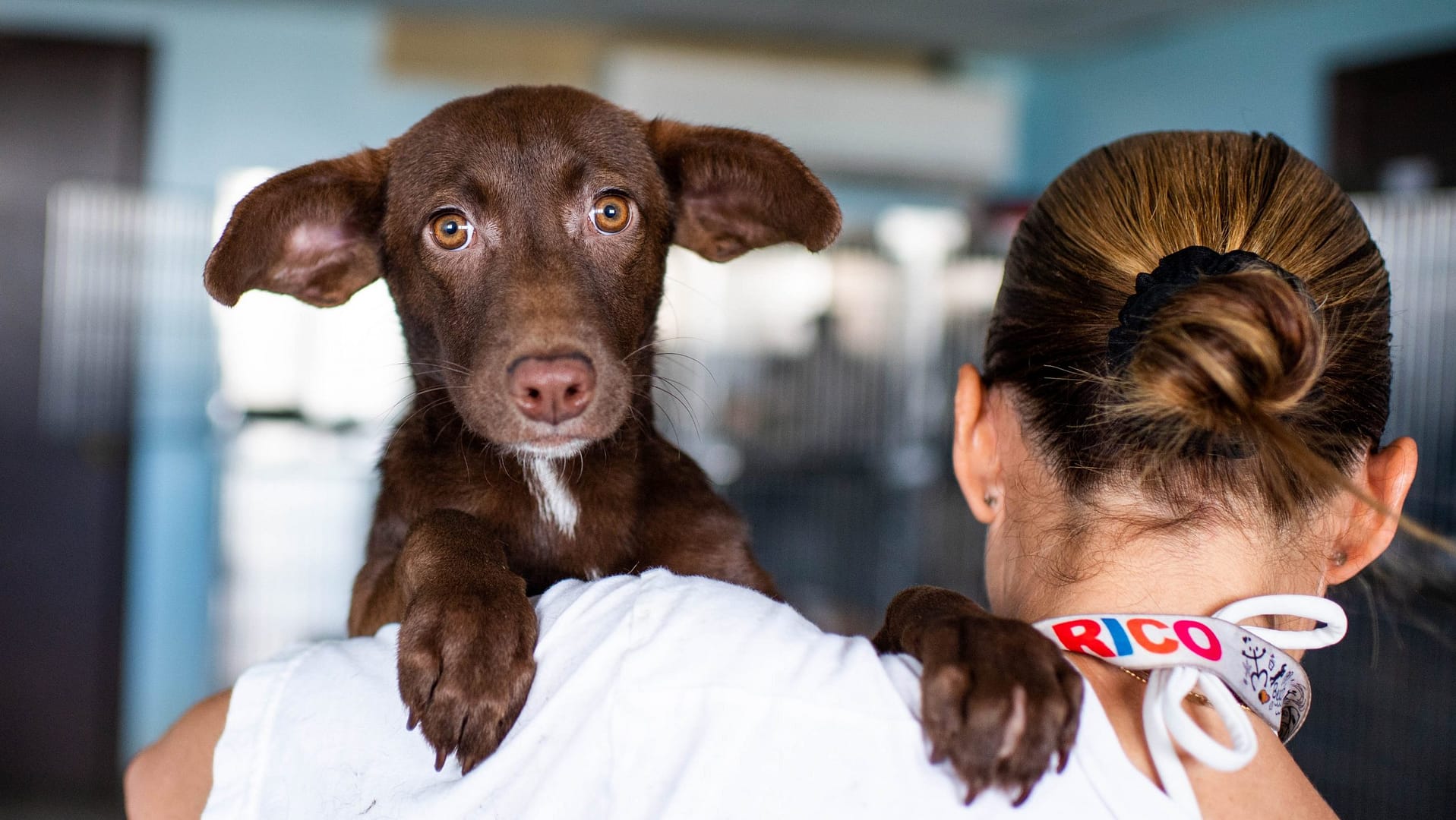 Image: Puppy looks over the shoulder of Chrissy Beckles, founder of the Sato Project