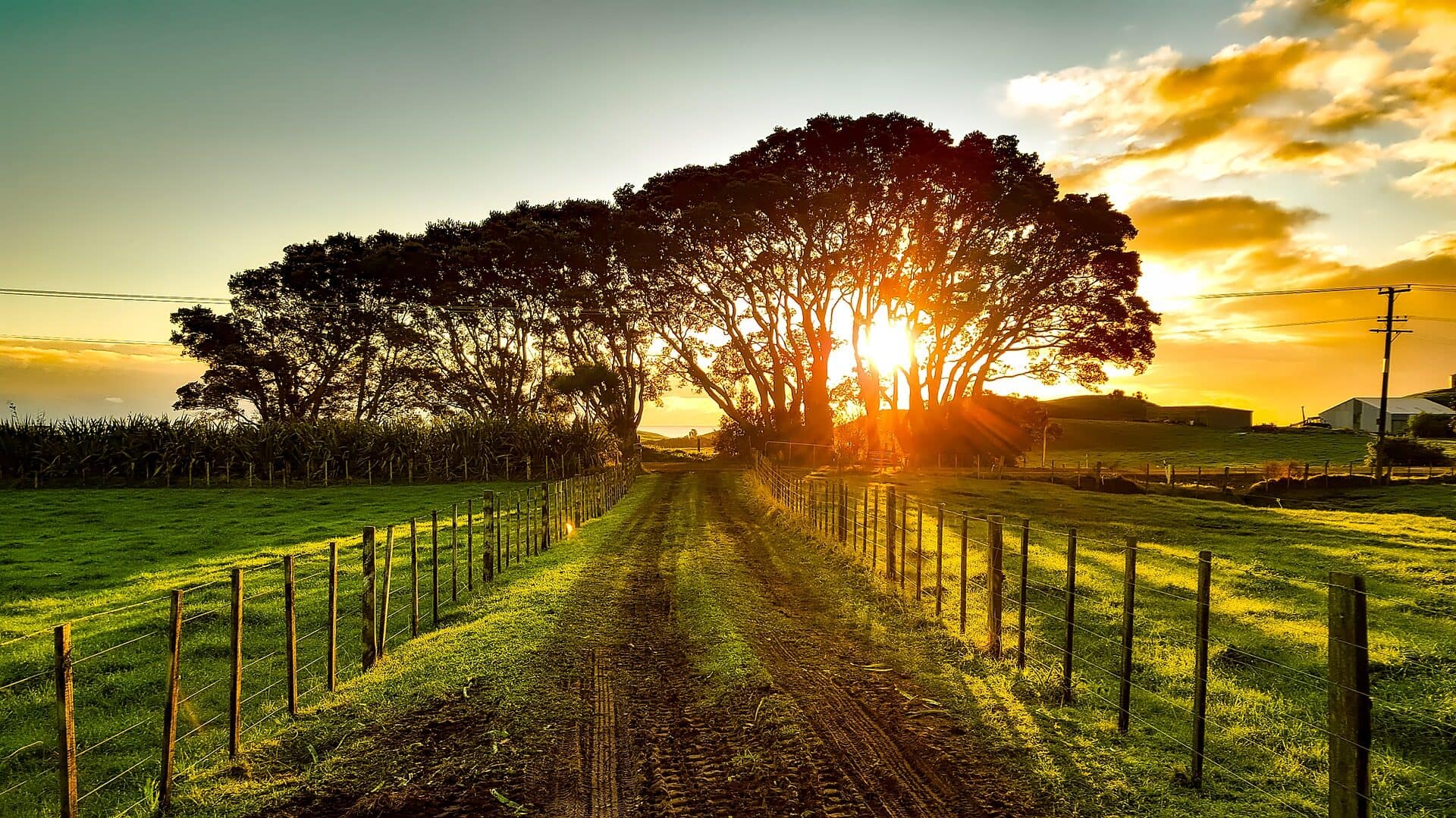 Image: dirt road going off into the distance with the sun setting behind some trees