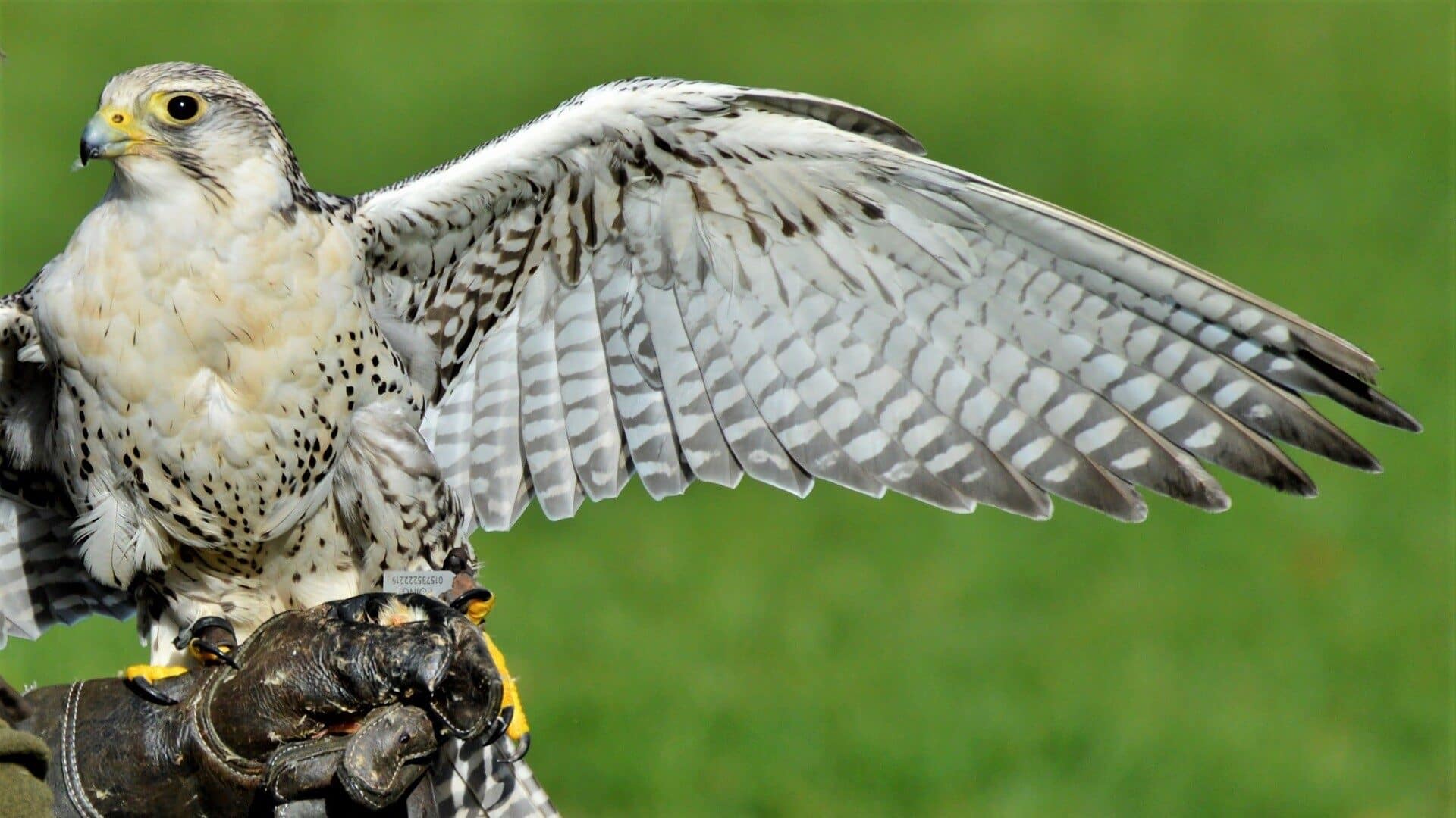 Image: Falcon on a handlers hand