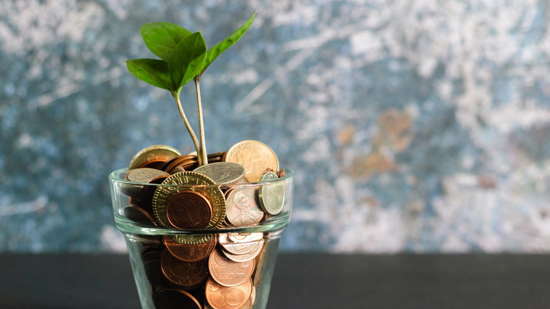 Image: Money Plant