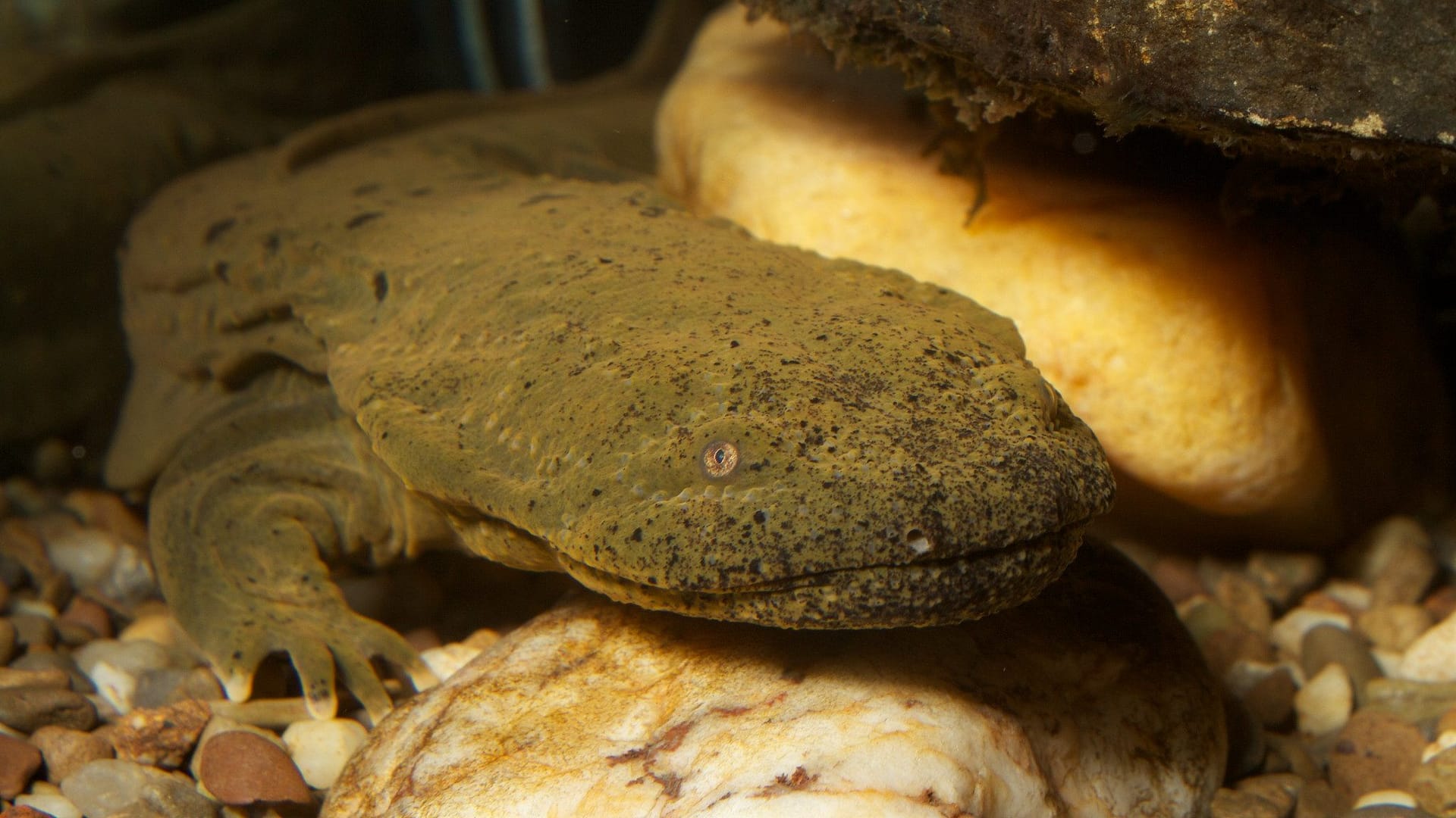 Image: Hellbender salamander underwater