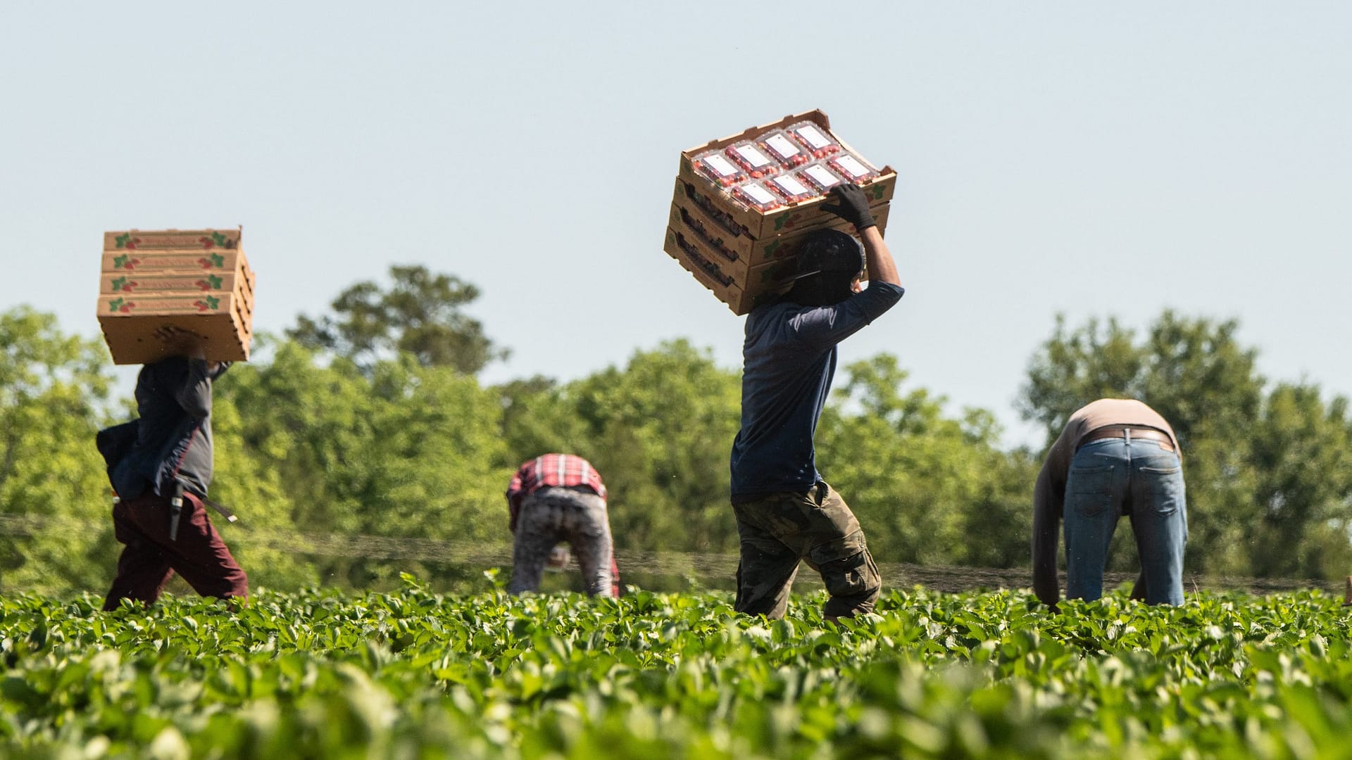 Image: Farm workers in a strawberry field
