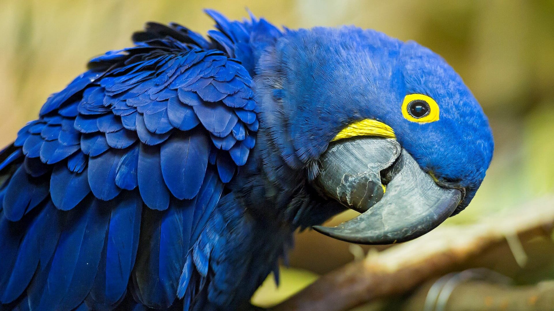 Image: Close up of a cheeky hyacinth macaw