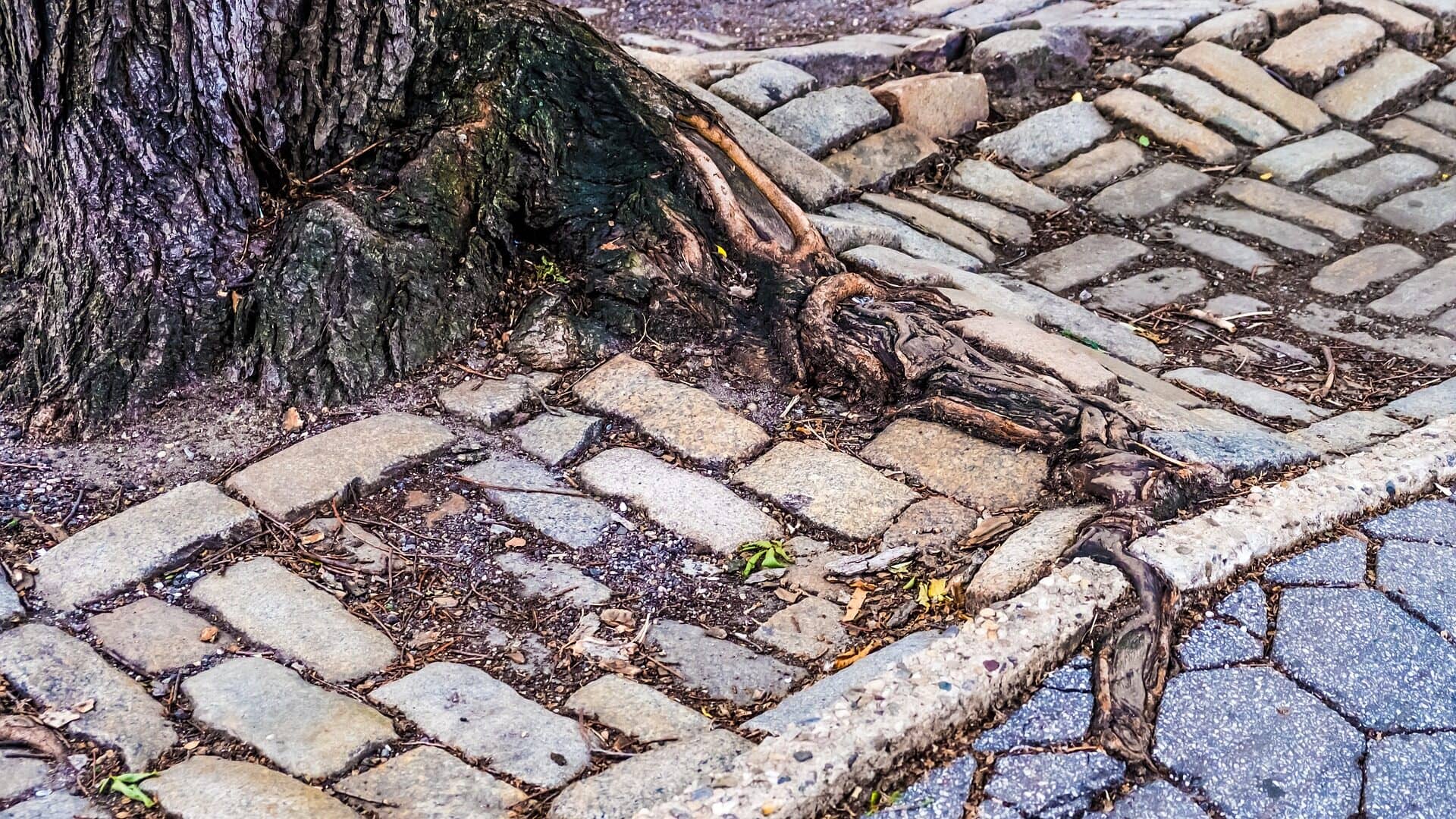 Image: Tree root growing through bricks in Central Park, New York City