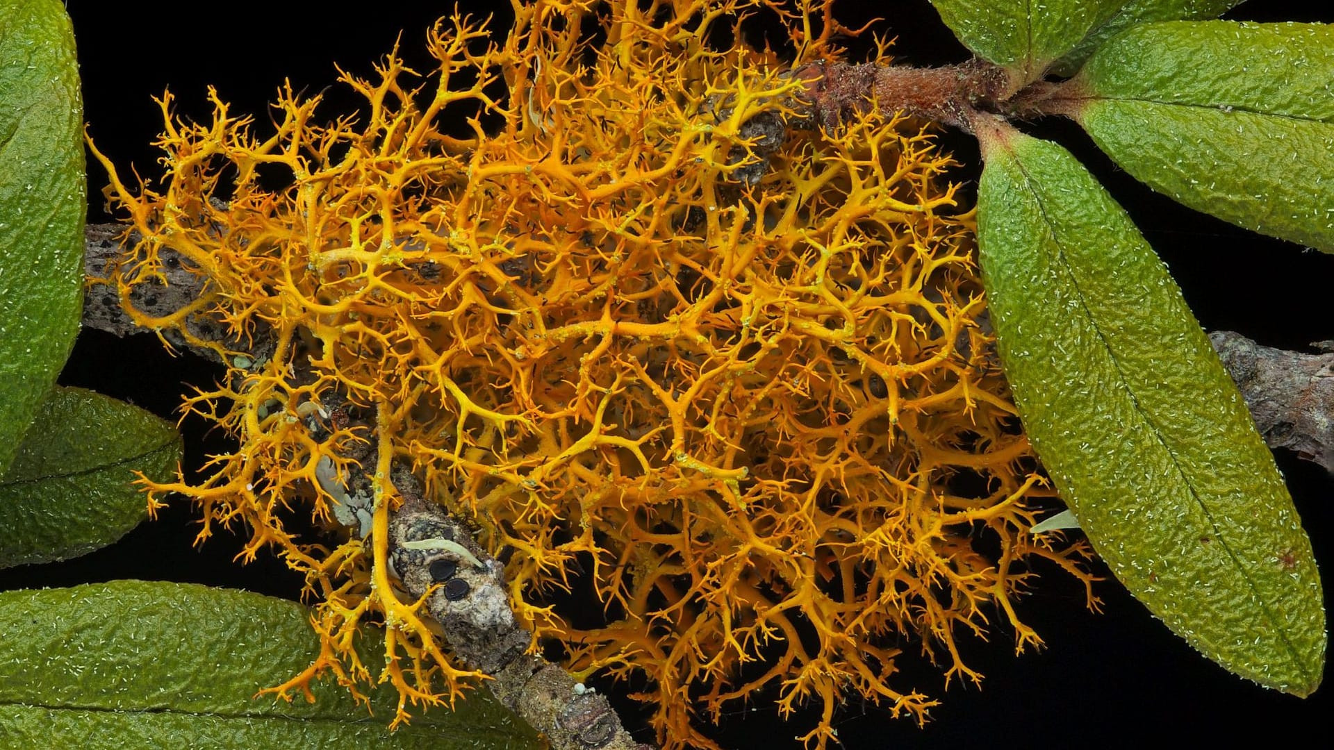 Image: orange spindly lichen growing on a branch with leaves