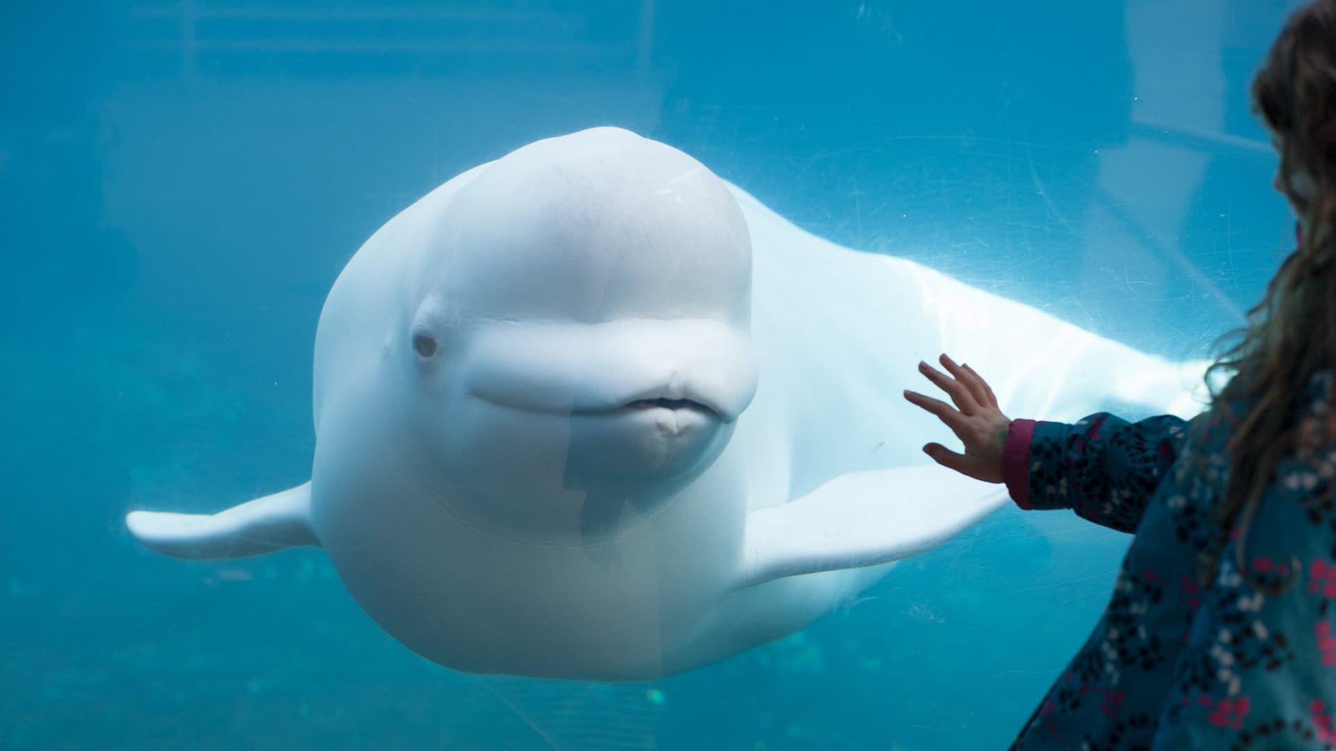 Image: Beluga peering at a childs hand on aquarium glass