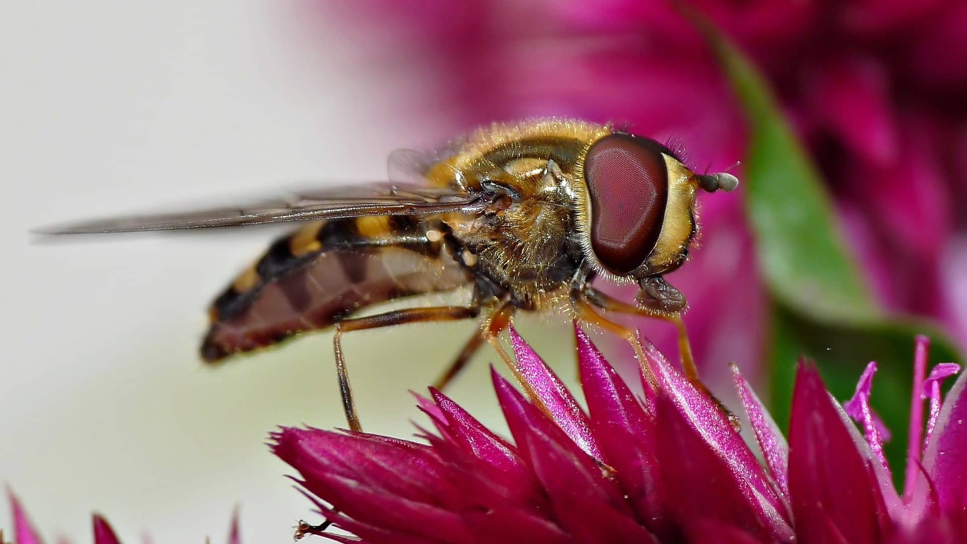 Image: fly that mimics bees sitting on a red flower