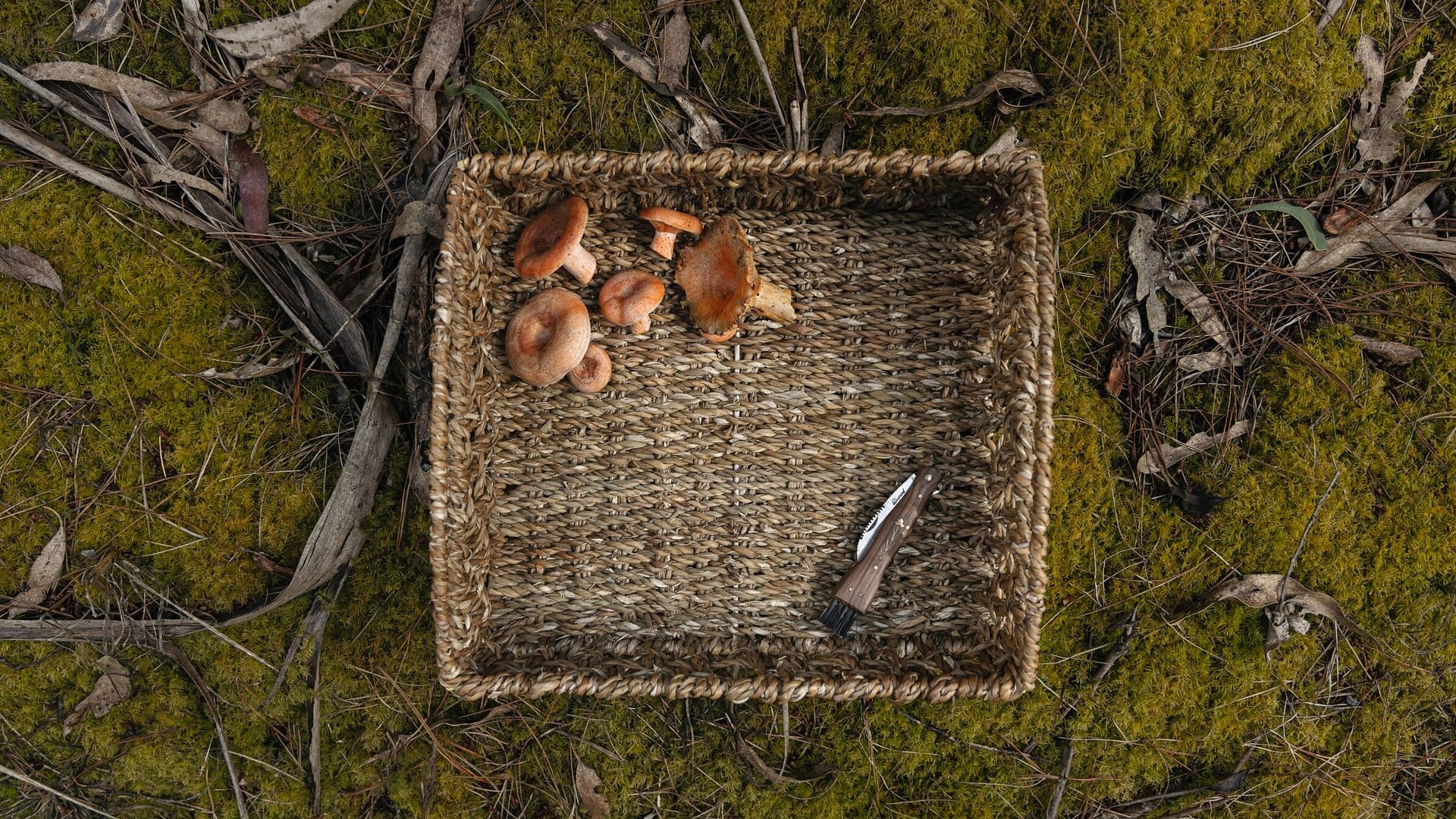 Image: a mushroom foraging trip -- basket with a knife and some found mushrooms