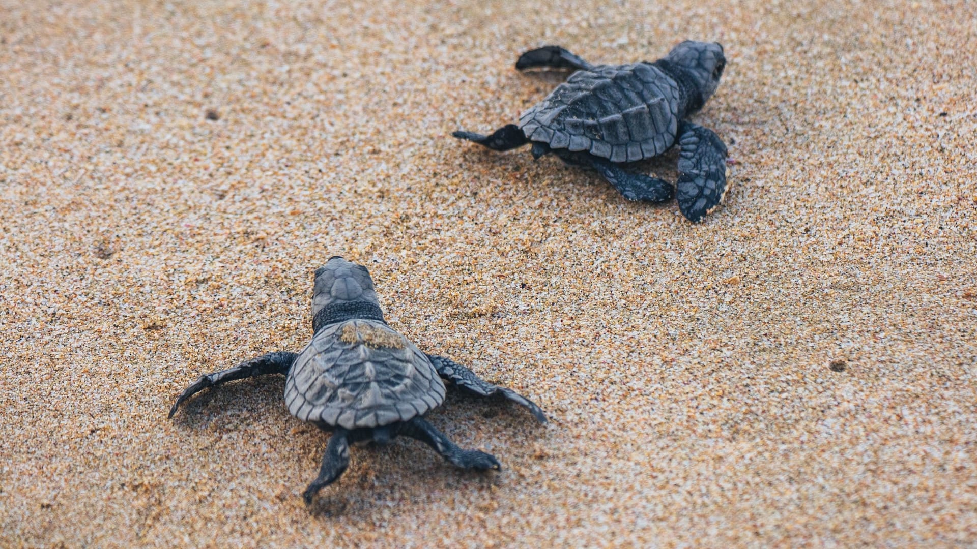 Image: two baby sea turtles crawling in the sand