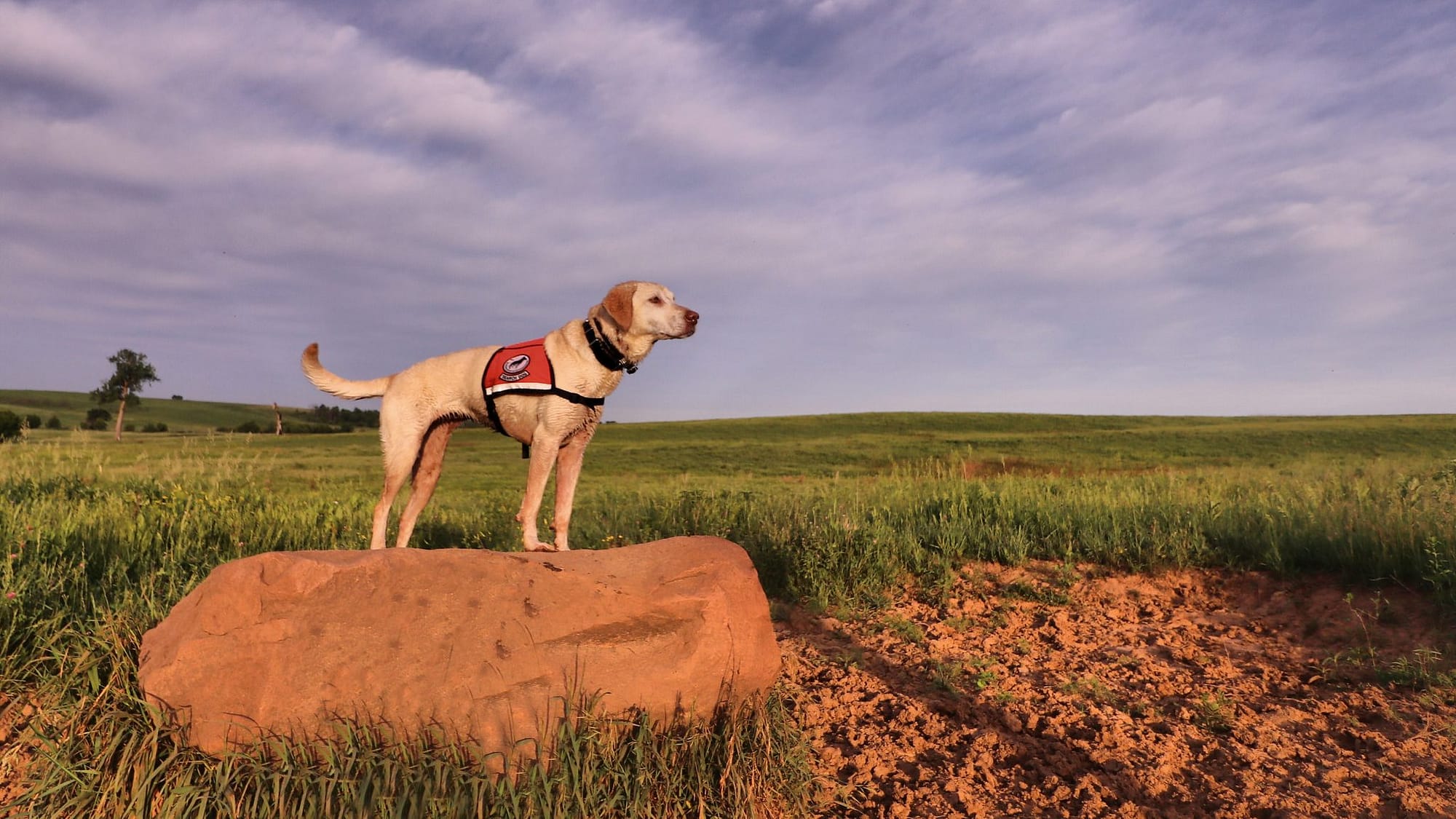 how do dogs help the environment