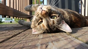 Image: Little Lady enjoying the sun!