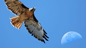 Image: A red tailed hawk flies with the moon in the background