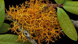 Image: orange spindly lichen growing on a branch with leaves