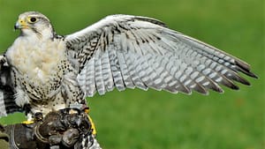 Image: Falcon on a handlers hand