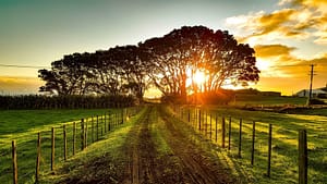 Image: dirt road going off into the distance with the sun setting behind some trees